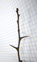 single-seed hawthorn (crataegus monogyna), twig. 2009-01-26, Pentax W60. keywords: mespilus monogyna, aubepine a un style, aubepine monogyne, bianco spino